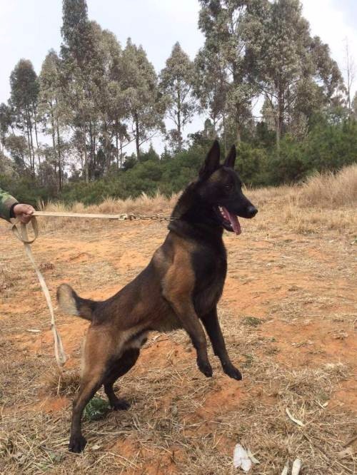长沙岳麓犬舍，正规专业，品种齐全，纯种健康当