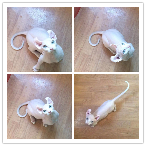 里有出售精品宠物无毛猫包纯种健康送货上门