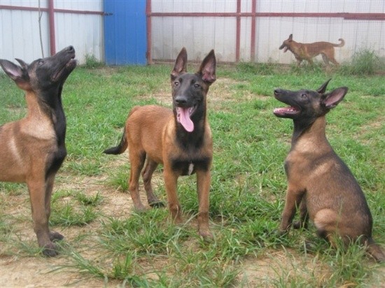 专业繁殖纯种双血统马犬 科目马犬 全国免费包运