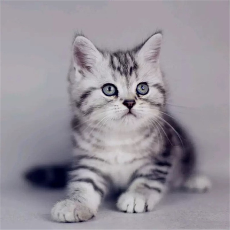 湖南长沙美短加白猫猫舍特惠