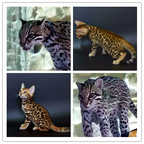 里有出售精品宠物猫豹猫包纯种健康送货上门