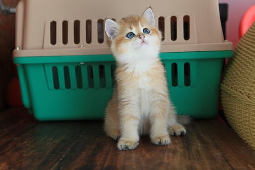 缅因猫大体型的霸气长毛猫 引进繁育