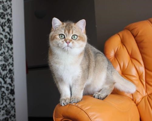 缅因猫大体型的霸气长毛猫 引进繁育