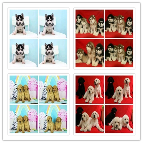 三针做好 吉娃娃犬 证件齐全 保健康保纯种保活 三针做好 吉娃娃犬 证件齐全 保健康保纯种保活