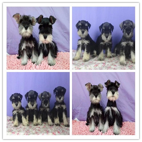 三针做好 吉娃娃犬 证件齐全 保健康保纯种保活 三针做好 吉娃娃犬 证件齐全 保健康保纯种保活