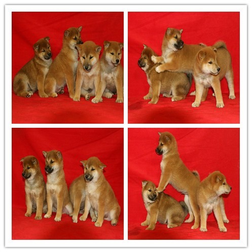 售黑背德国牧羊犬 疫苗做好 签订纯种健康质保 售黑背德国牧羊犬 疫苗做好 签订纯种健康质保