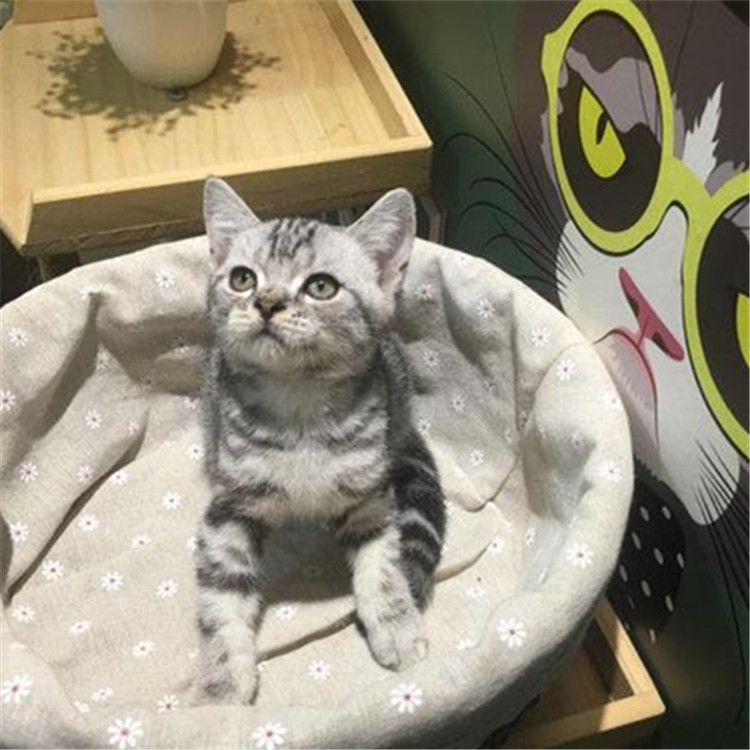 湖南长沙美短加白猫钱能买