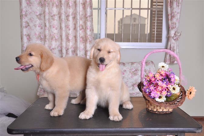 长沙售大骨架金毛 忠心聪颖矫健帅气温和金毛寻回猎犬