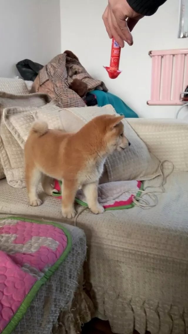 长沙日系柴犬习性聪明身体清洁的柴犬体型较小忠诚 长沙日系柴犬习性聪明身体清洁的柴犬体型较小忠诚