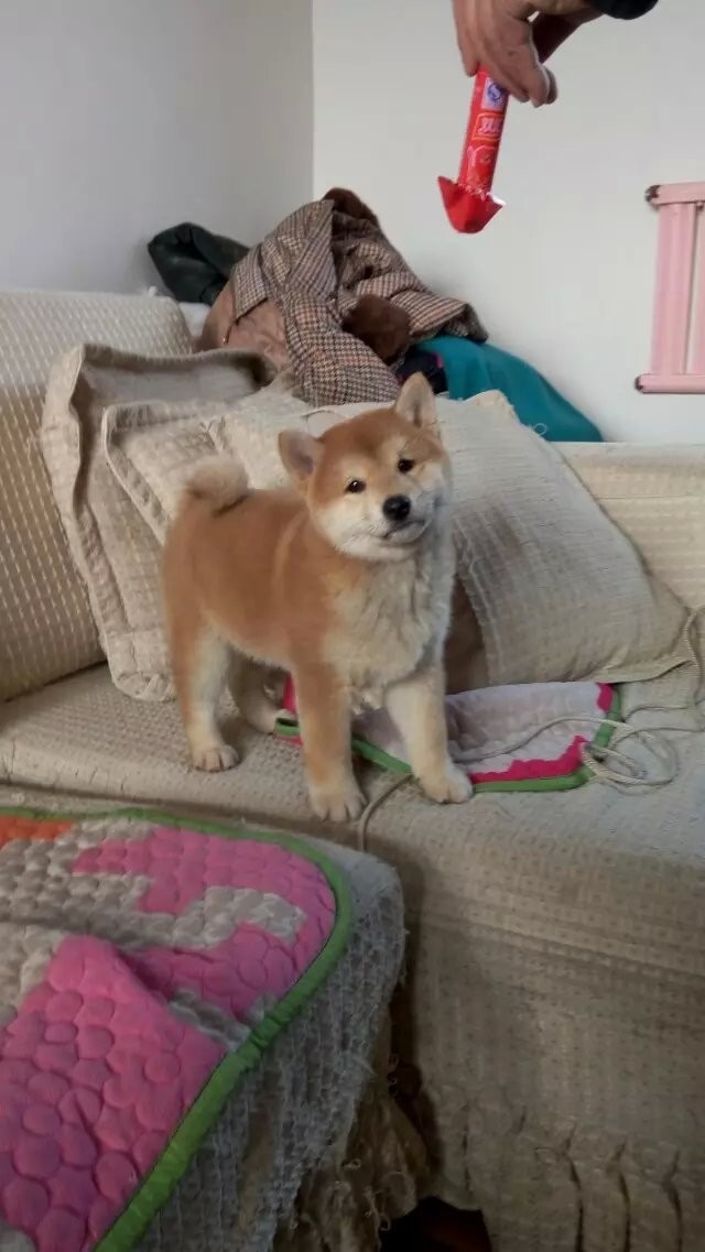 长沙日系柴犬习性聪明身体清洁的柴犬体型较小忠诚 长沙日系柴犬习性聪明身体清洁的柴犬体型较小忠诚