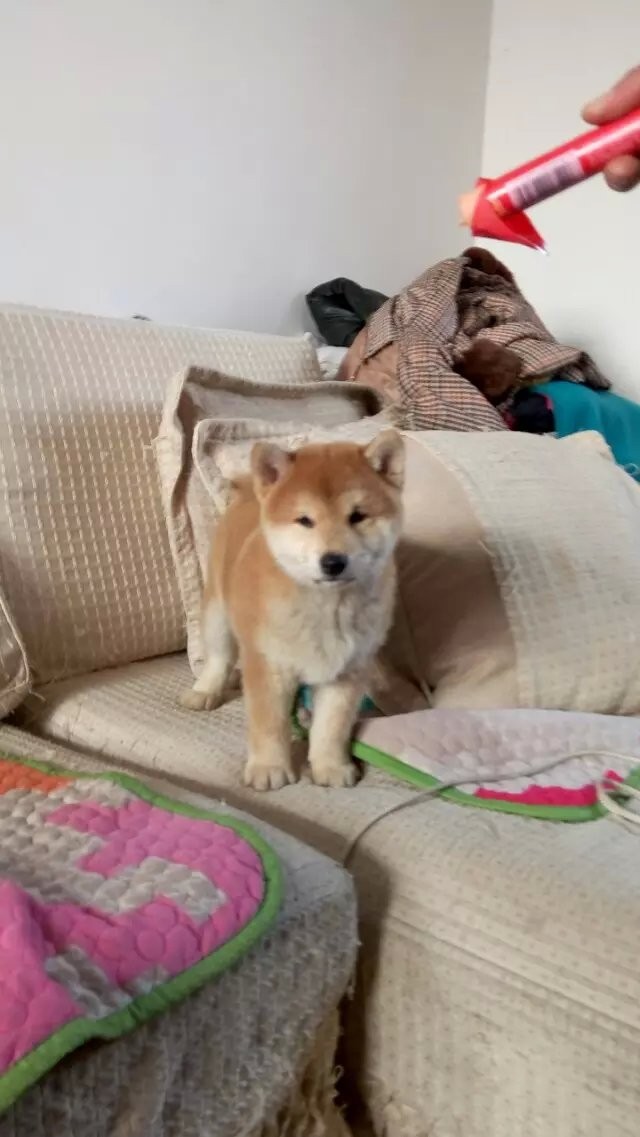 长沙日系柴犬习性聪明身体清洁的柴犬体型较小忠诚 长沙日系柴犬习性聪明身体清洁的柴犬体型较小忠诚