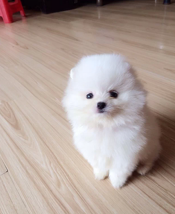 长沙纯种犬繁殖基地 长期出售纯种球体哈多利丽博美犬