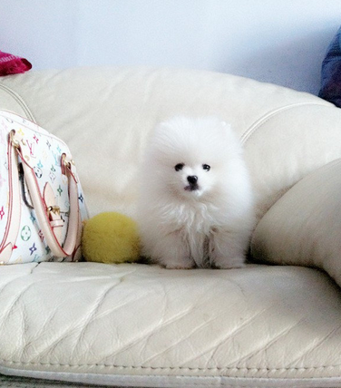 长沙纯种犬繁殖基地 长期出售纯种球体哈多利丽博美犬