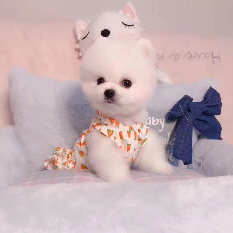 长沙俊介出售 长不大的小体俊介犬 俊介犬 俊介犬图片