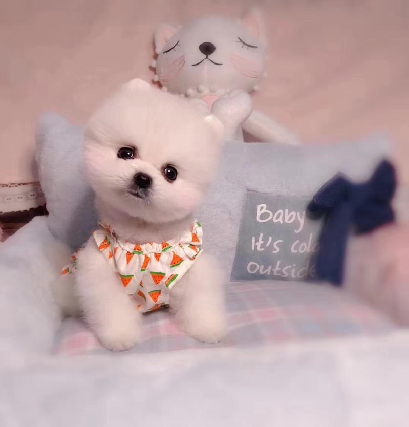 长沙俊介出售 长不大的小体俊介犬 俊介犬 俊介犬图片