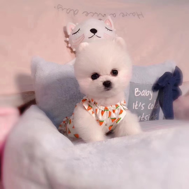 长沙俊介出售 长不大的小体俊介犬 俊介犬 俊介犬图片