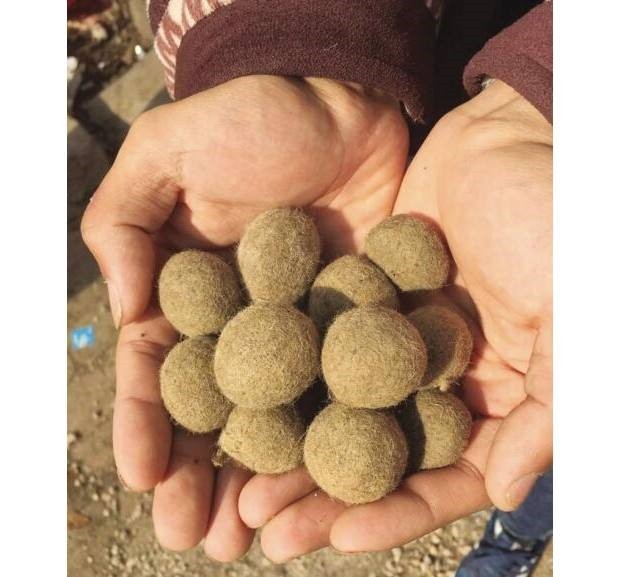 长沙私人老板长期现金收购羊宝