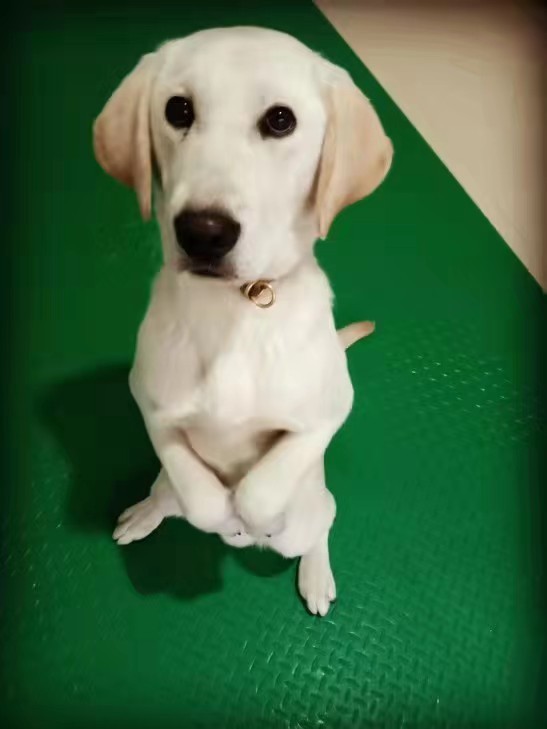 業(yè)務(wù)熟練 注重效率 杭州專業(yè)訓(xùn)犬師訓(xùn) 行為糾正 遛狗 上門訓(xùn)