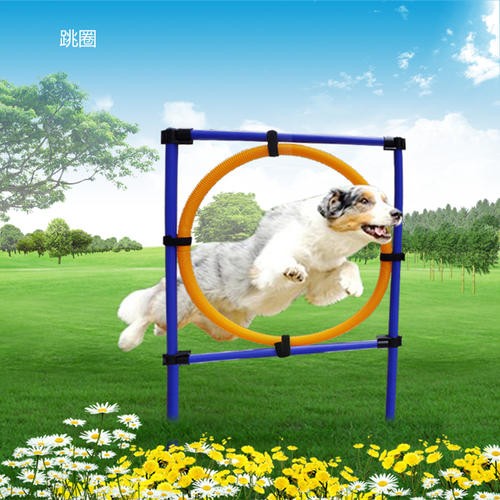 杭州西湖寵物狗狗行為訓(xùn)練 寵物犬行為糾正