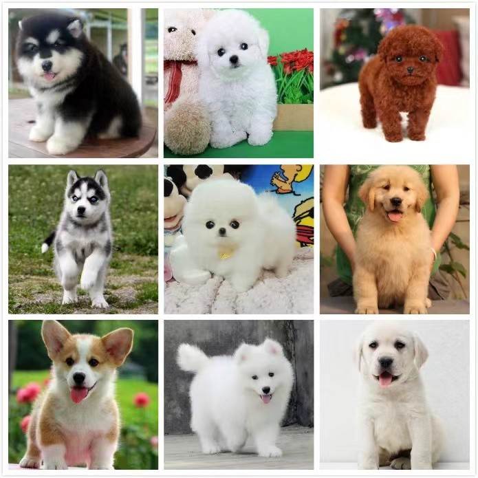杭州寵物犬舍直銷 出售寵物狗 價(jià)格優(yōu)惠 可上門或視頻挑選
